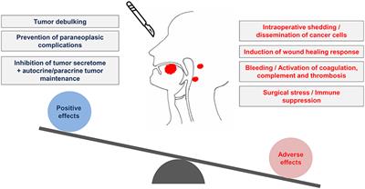 Therapeutic Perspectives for the Perioperative Period in Oral Squamous Cell Carcinoma (OSCC)